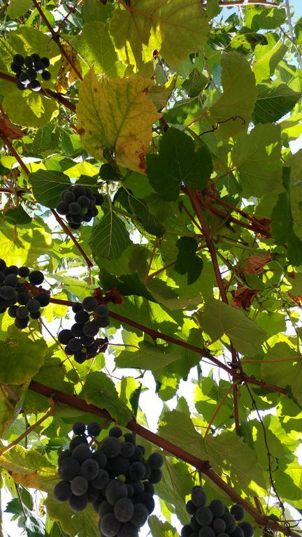 Agriturismo Il Marchese Aquara 外观 照片